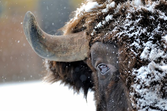 Snowy Bison Wall Art